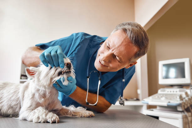 Best Emergency Dental Care for Abscessed Tooth in Willow Creek, CA